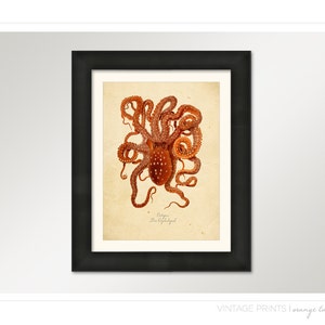 Vintage Octopus Squid Print 8x10 P263 image 3