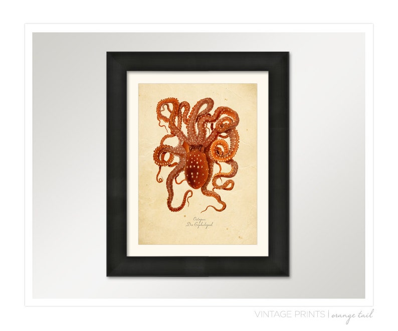 Vintage Octopus Squid Print 8x10 P263 image 3