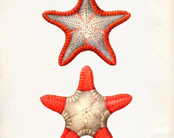 Vintage Ocean Sea Star Starfish Print 8x10 P259