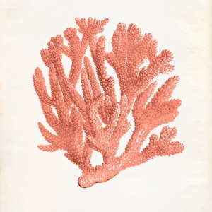 Vintage Ocean Coral Kelp Seaweed Coral Print 8x10 P252