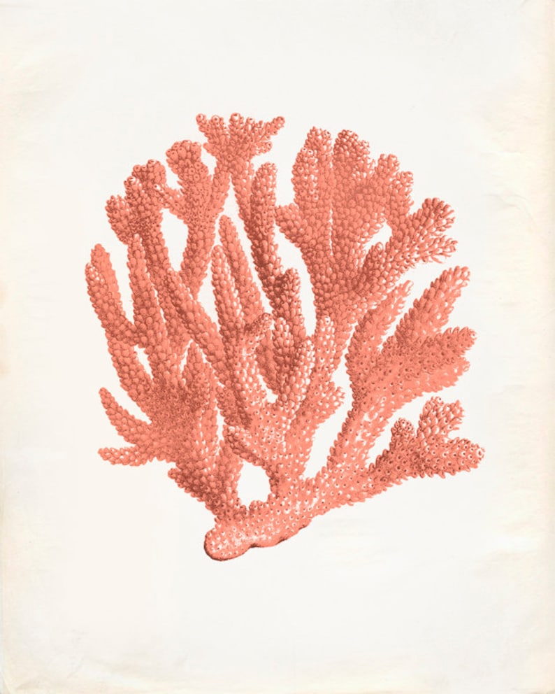 Vintage Ocean Coral Kelp Seaweed Coral Print 8x10 P252 Etsy