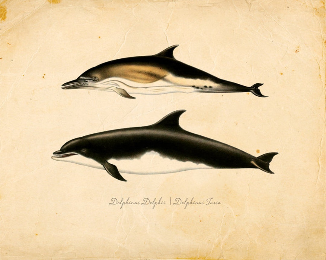 Vintage Dolphins Print 8x10 P96 - Etsy
