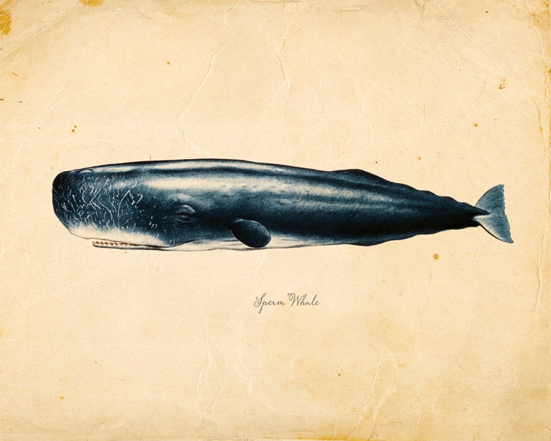 Vintage Sperm Whale Print 8x10 P85 - Etsy