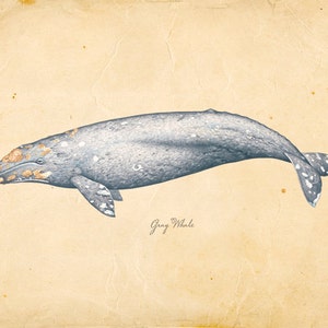 Vintage Gray Whale Print 8x10 P271