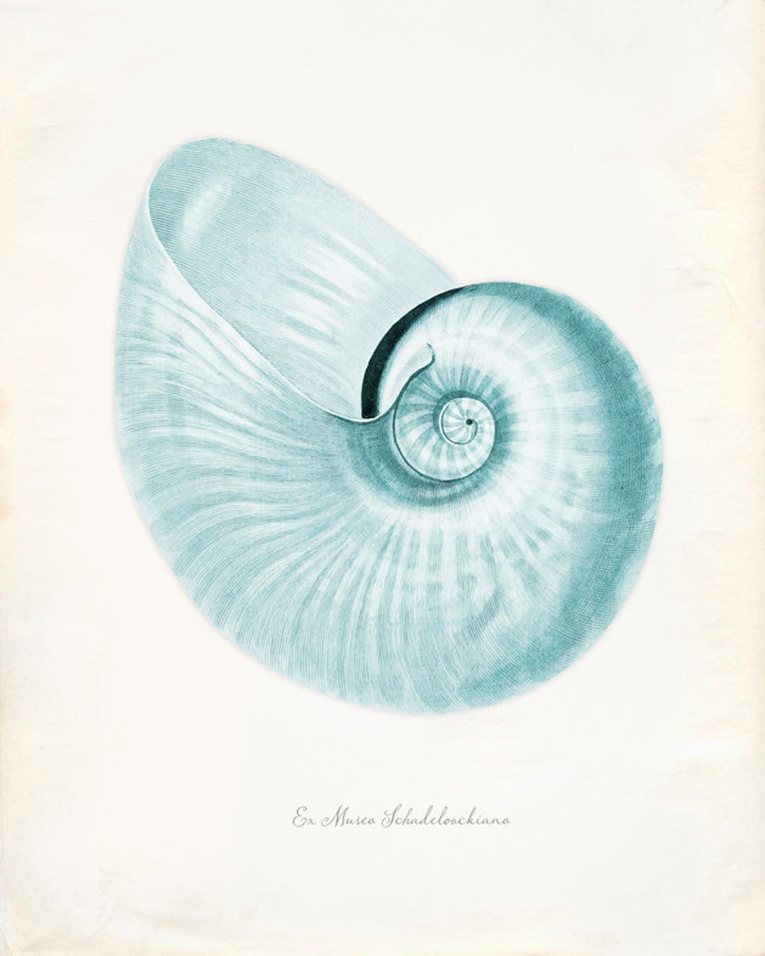 Classic Natural History Prints: Shells