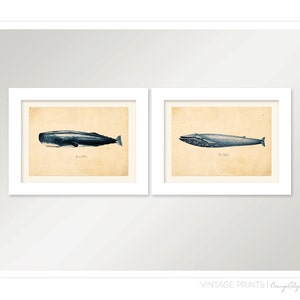 Vintage Blue Whale Print 8x10 P86 image 4