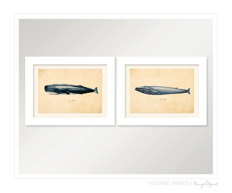 Vintage Blue Whale Print 8x10 P86 image 4