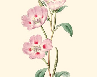 Vintage Pink Flower Print 8x10 P214