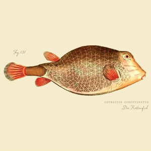 Vintage Fish &quot;Der Kettenfish&quot; Print 8x10 P191