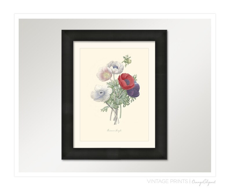 Vintage Flower Bouquet of Anemones Print 8x10 P199 image 3