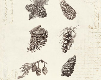 Vintage Pine Cones "Neuf Cones De Pin" on French Ephemera Print 8x10 P161