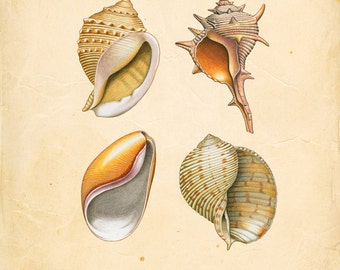 Vintage Sea Periwinkle & Whelk Shells on Antique Ephemera Print 8x10 P119