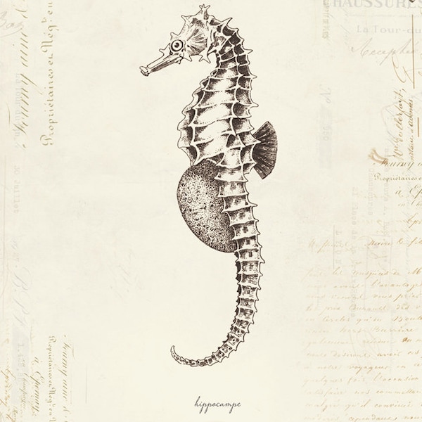 Vintage Seahorse "Hippocampe" on French Ephemera Print 8x10 P162