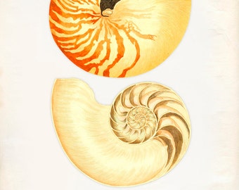 Vintage Sea Shell Nautilus Pompilius Print 8x10 P260