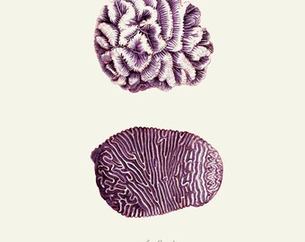 Vintage Purple Sea Coral Print 8x10 P284