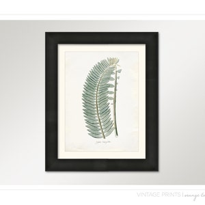 Vintage Zamia Plant Print 8x10 P240 image 3