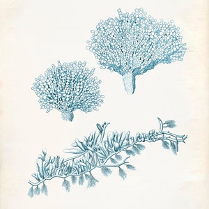 Vintage Sea Fan Seaweed Coral Print 8x10 P238