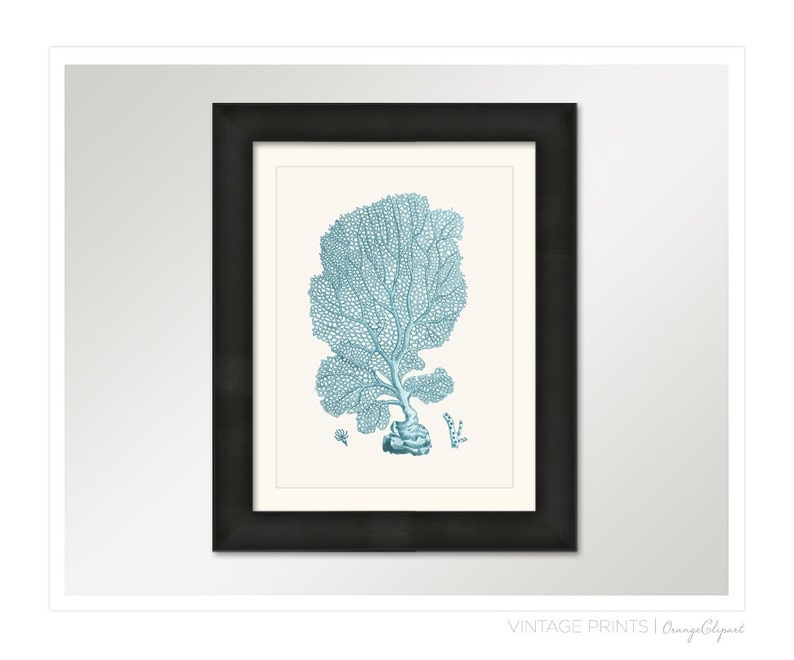 Vintage Sea Fan Coral Print 8x10 P195 image 4