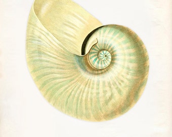 Vintage Sea Shell Print 8x10 P208