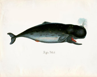 Vintage Mammal Buffon Whale Print 8x10 P219