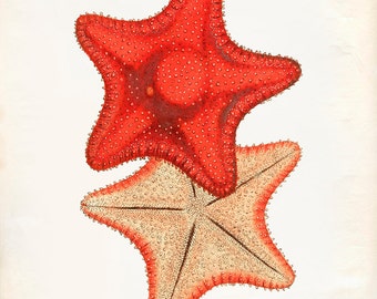 Vintage Ocean Sea Star Starfish Print 8x10 P257