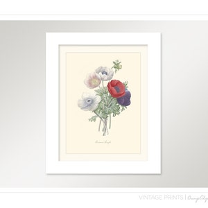 Vintage Flower Bouquet of Anemones Print 8x10 P199 image 2