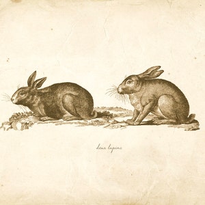 Vintage Rabbits on French Ephemera Print 8x10 P321 image 1