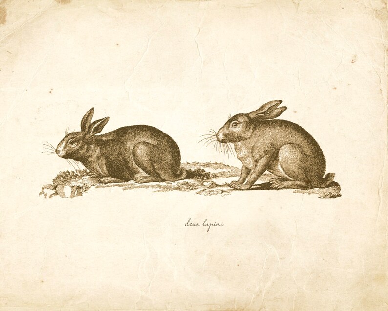 Vintage Rabbits on French Ephemera Print 8x10 P321 image 1