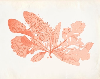 Vintage Sea Weed Kelp Coral Print 8x10 P258