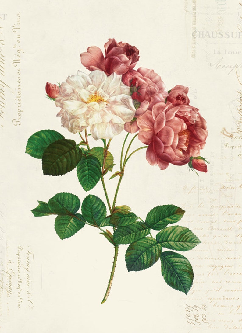 Vintage Botanical Floral on French Ephemera Print Vintage - Etsy