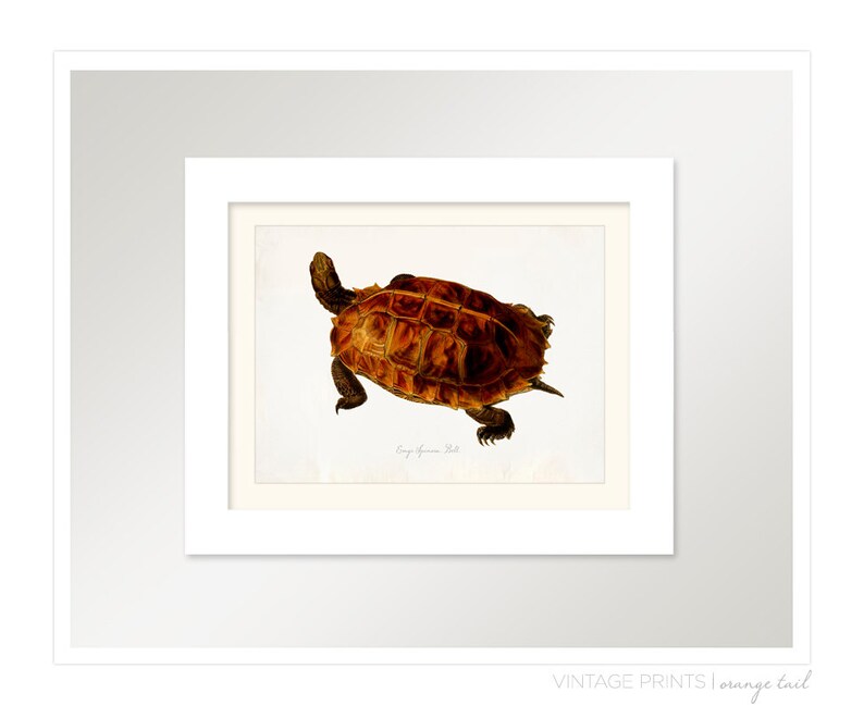 Vintage Turtle on Antique Paper Print 8x10 P280 image 2