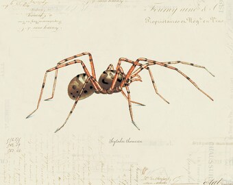 Vintage Spider on French Ephemera Print 8x10 P57