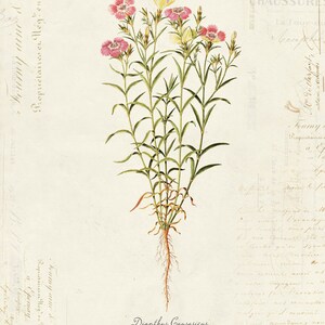 Vintage Botanical Flower &quot;Dianthus Causasicus&quot; on French Ephemera Print 8x10 P33