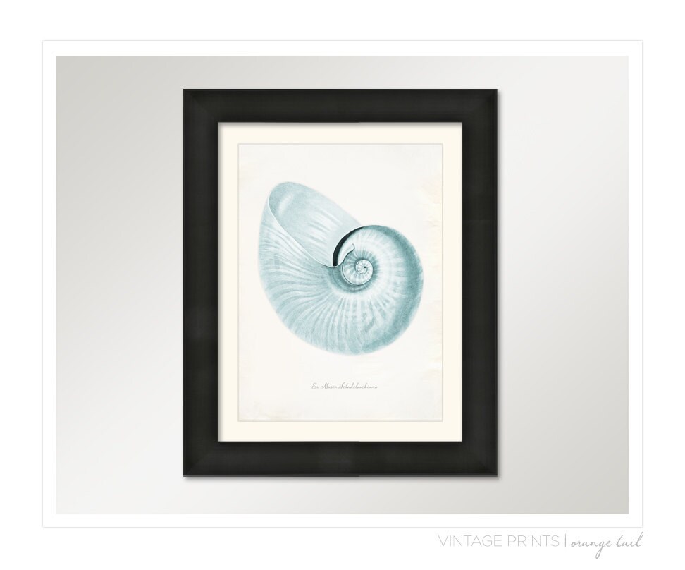 Vintage Sea Shell Print 8x10 P227 - Etsy