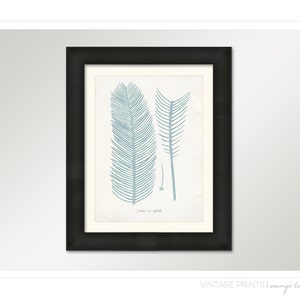 Vintage Zamia Plant Print 8x10 P223 image 3