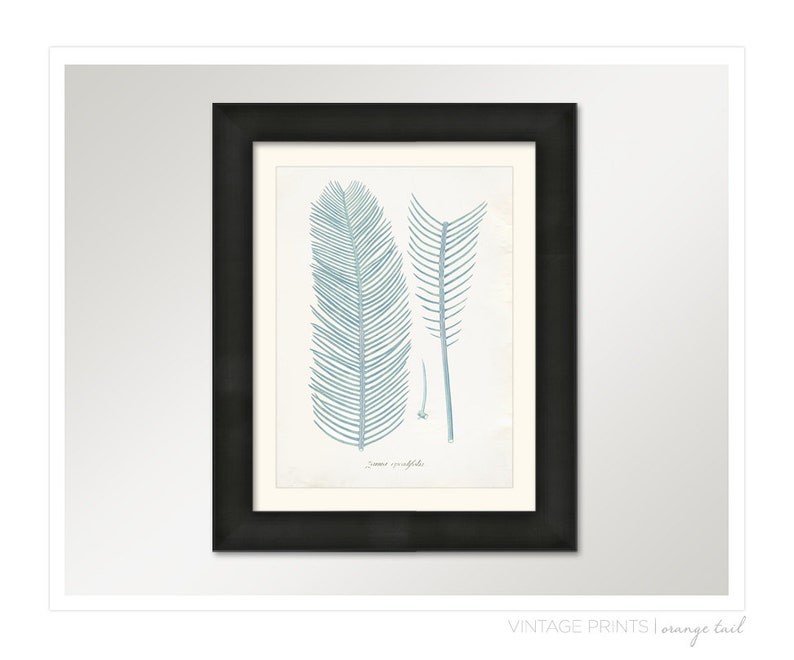 Vintage Zamia Plant Print 8x10 P223 image 3