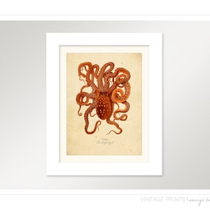 Vintage Octopus Squid Print 8x10 P263 image 2