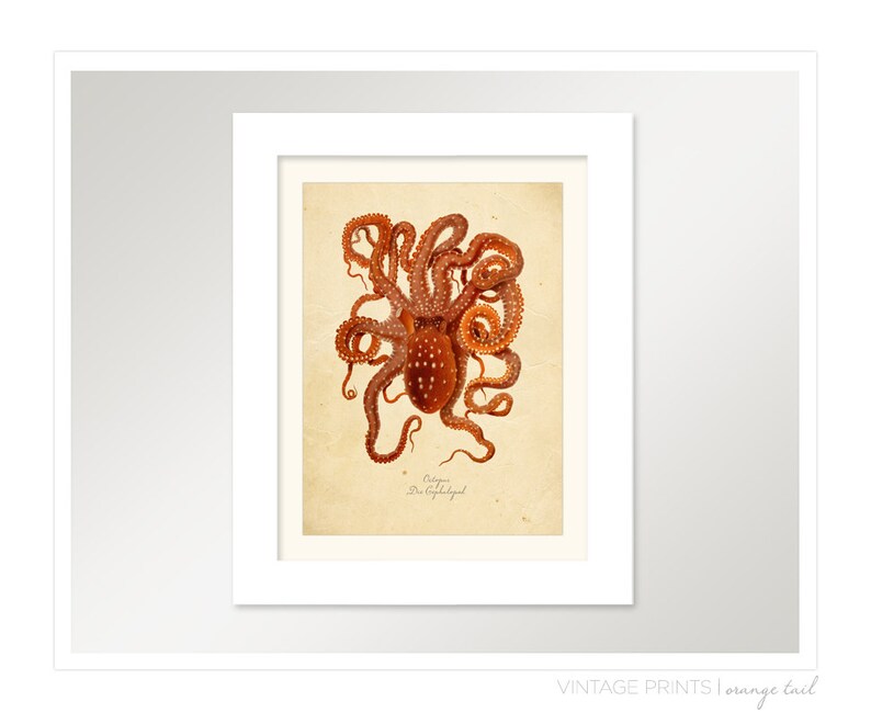 Vintage Octopus Squid Print 8x10 P263 image 2