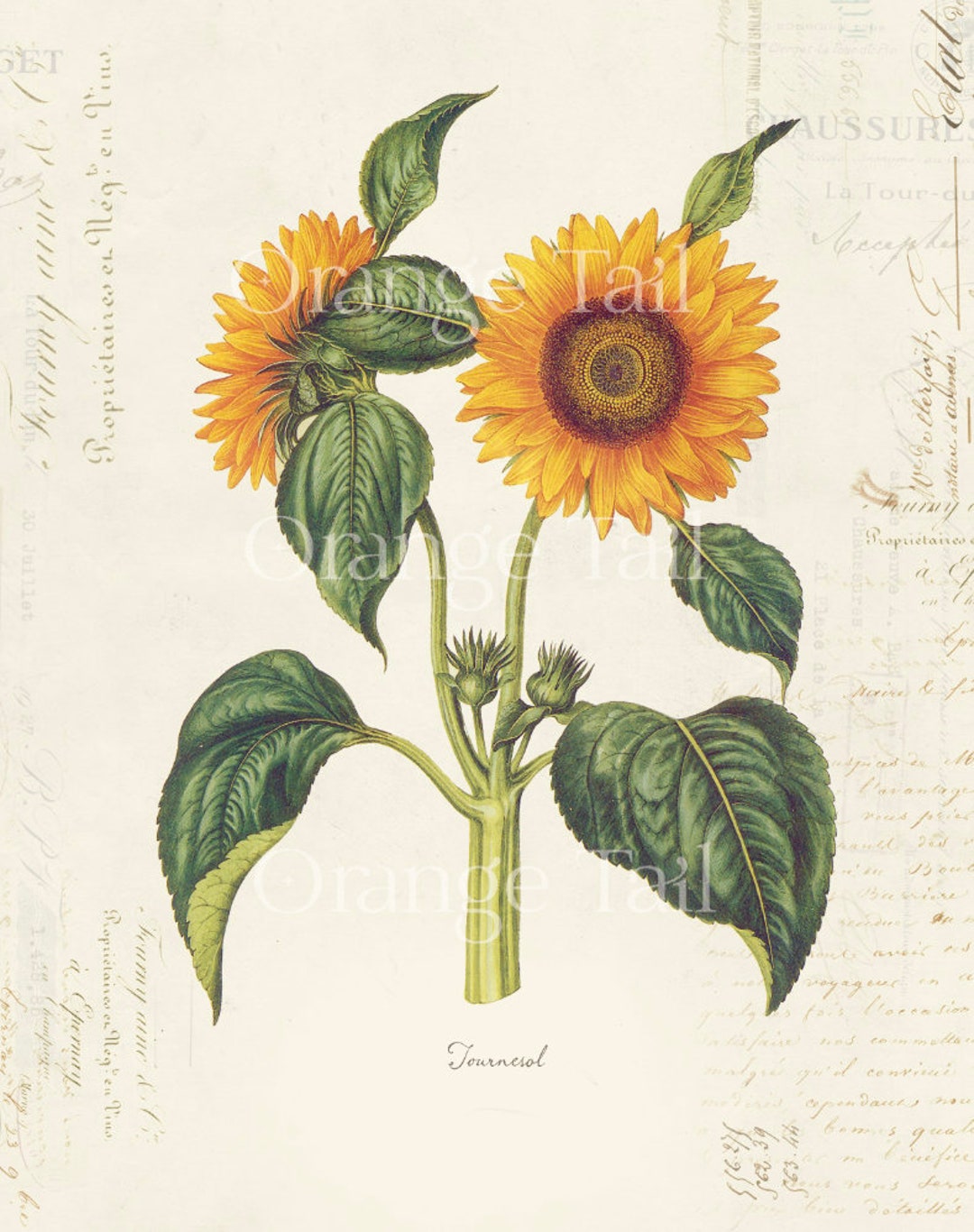 Vintage Botanical Flower "sunflower" on French Ephemera Print Vintage