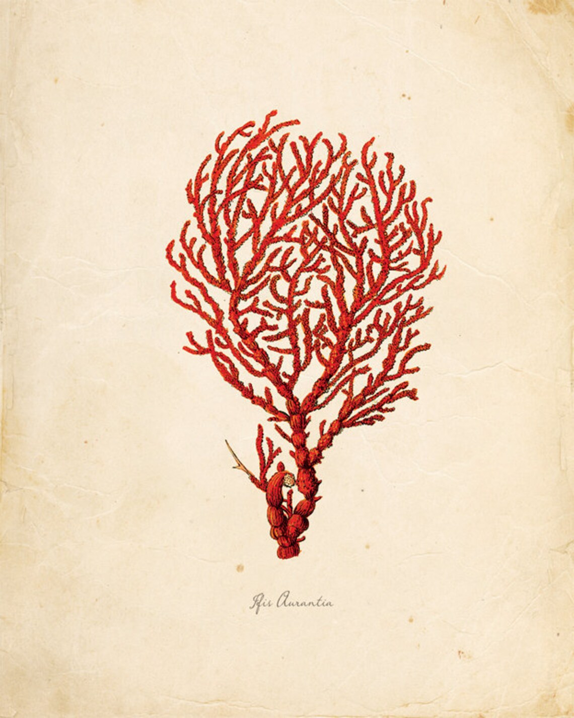 Vintage Sea Coral Print 8x10 P126 Etsy