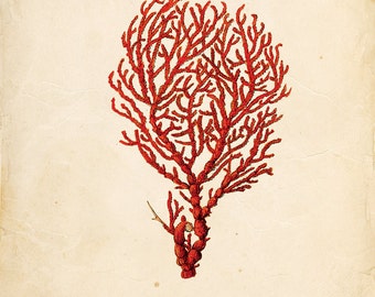 Vintage Sea Coral Print 8x10 P126