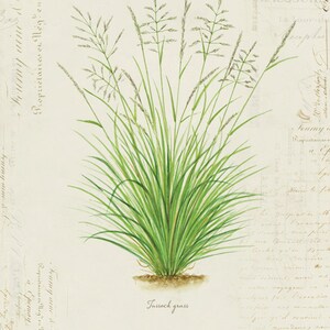 Vintage Botanical Plant Grass &quot;Tussock Grass&quot; on French Ephemera Print 8x10 P115