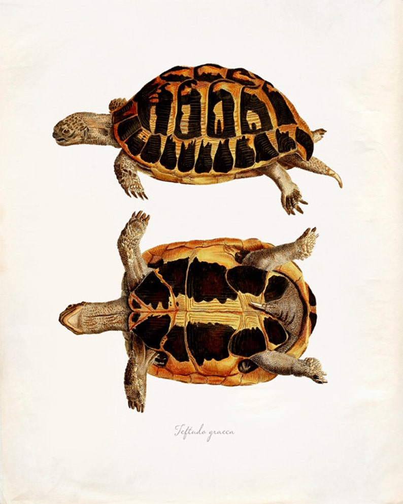 Vintage Turtle on Antique Paper Print 8x10 P269