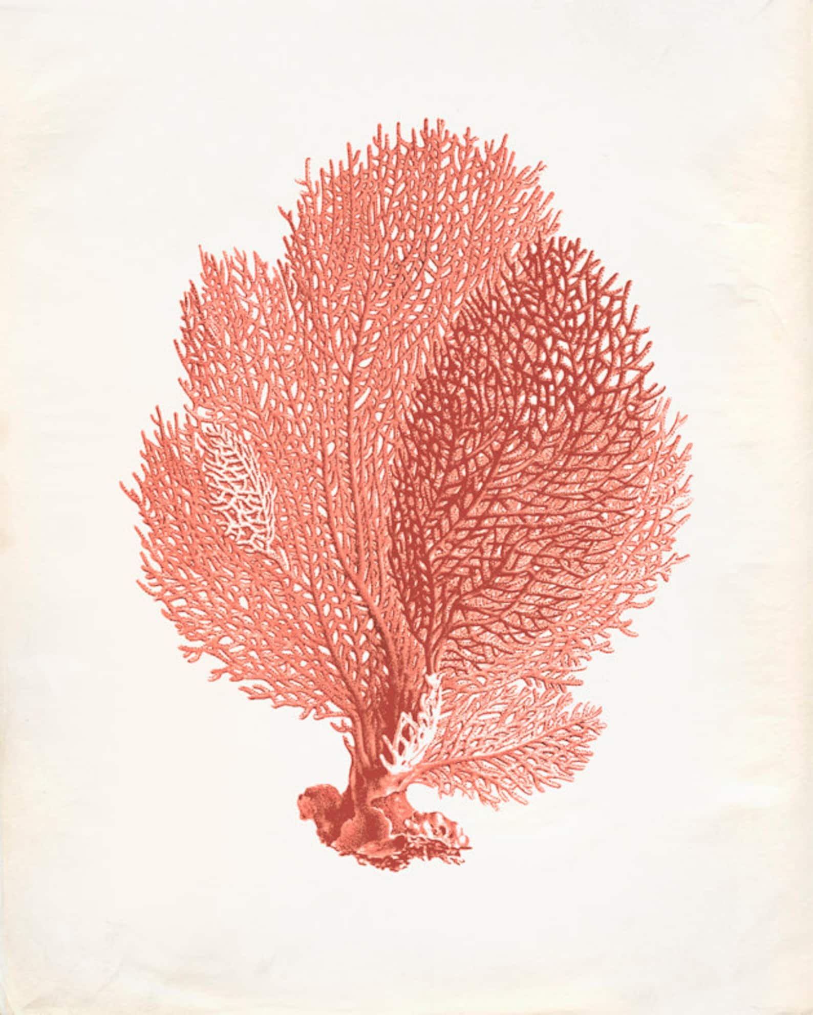 Vintage Sea Fan Coral Print 8x10 P251 Etsy