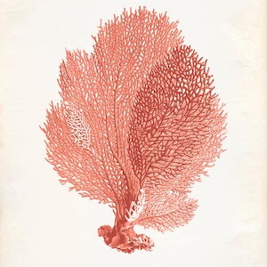 Vintage Sea Fan Coral Print 8x10 P251 image 1