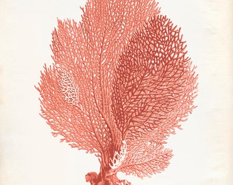 Vintage Sea Fan Coral Print 8x10 P251