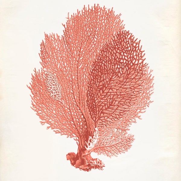 Vintage Sea Fan Coral Print 8x10 P251