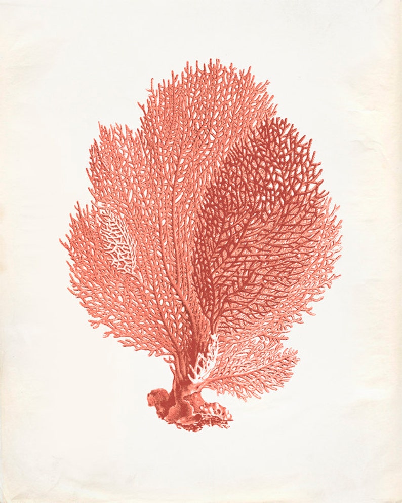 Vintage Sea Fan Coral Print 8x10 P251 - Etsy