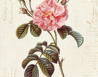 Vintage Botanical Flower Rose on French Ephemera Print 8x10 P44