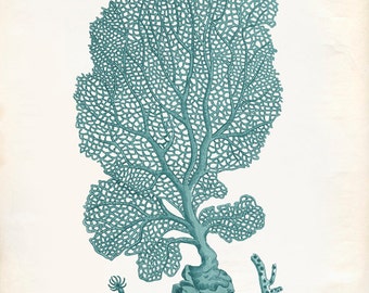 Vintage Green Sage Sea Fan Coral Print 8x10 P277